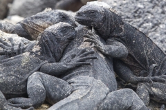 Amblyrhynchus cristatus :: Iguana marina :: Marine Iguana :: Isabela (ALBEMARLE) :: Galápagos 2017