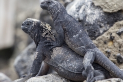 Amblyrhynchus cristatus :: Iguana marina :: Marine Iguana :: Isabela (ALBEMARLE) :: Galápagos 2017