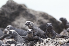 Amblyrhynchus cristatus :: Iguana marina :: Marine Iguana :: Isabela (ALBEMARLE) :: Galápagos 2017