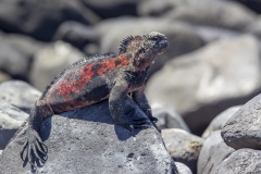 Amblyrhynchus cristatus :: Iguana marina :: Marine Iguana :: Española (HOOD) :: Galápagos 2017