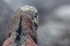 Amblyrhynchus cristatus :: Iguana marina :: Marine Iguana :: Española (HOOD) :: Galápagos 2017
