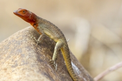 Microlophus albemarlensis :: Llangardaix de lava :: Lava Lizard :: Española (HOOD) :: Galápagos 2017