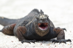 Amblyrhynchus cristatus :: Iguana marina :: Marine Iguana :: San Cristóbal (CHATHAM) :: Galápagos 2017