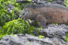 Amblyrhynchus cristatus :: Iguana marina :: Marine Iguana :: Santa Cruz (INDEFATIGABLE) :: Galápagos 2017