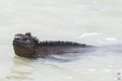 Amblyrhynchus cristatus :: Iguana marina :: Marine Iguana :: Santa Cruz (INDEFATIGABLE) :: Galápagos 2017