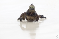 Amblyrhynchus cristatus :: Iguana marina :: Marine Iguana :: Santa Cruz (INDEFATIGABLE) :: Galápagos 2017