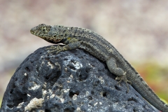 Microlophus albemarlensis :: Llangardaix de lava :: Lava Lizard :: Santa Cruz (INDEFATIGABLE) :: Galápagos 2017