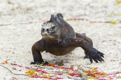 Amblyrhynchus cristatus :: Iguana marina :: Marine Iguana :: Santa Cruz (INDEFATIGABLE) :: Galápagos 2017