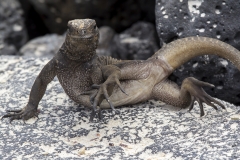 Amblyrhynchus cristatus :: Iguana marina :: Marine Iguana :: Santa Cruz (INDEFATIGABLE) :: Galápagos 2017