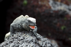 Amblyrhynchus cristatus :: Iguana marina :: Marine Iguana :: Santa Cruz (INDEFATIGABLE) :: Galápagos 2017