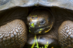 Chelonoidis nigra :: Tortuga gegant de Santa Cruz :: Santa Cruz Giant Tortoise Santa Cruz :: Reserva "El Chato" :: Santa Cruz (INDEFATIGABLE) :: Galápagos 2017