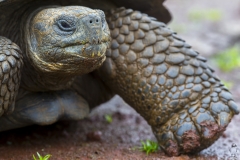 Chelonoidis nigra :: Tortuga gegant de Santa Cruz :: Santa Cruz Giant Tortoise Santa Cruz :: Reserva "El Chato" :: Santa Cruz (INDEFATIGABLE) :: Galápagos 2017