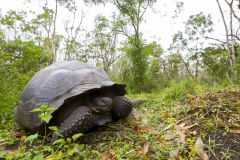 Chelonoidis nigra :: Tortuga gegant de Santa Cruz :: Santa Cruz Giant Tortoise Santa Cruz :: Reserva "El Chato" :: Santa Cruz (INDEFATIGABLE) :: Galápagos 2017