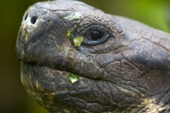 Chelonoidis nigra :: Tortuga gegant de Santa Cruz :: Santa Cruz Giant Tortoise Santa Cruz :: Reserva "El Chato" :: Santa Cruz (INDEFATIGABLE) :: Galápagos 2017