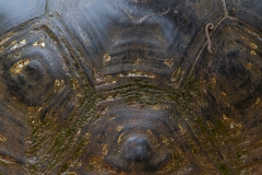 Chelonoidis nigra :: Tortuga gegant de Santa Cruz :: Santa Cruz Giant Tortoise Santa Cruz :: Reserva "El Chato" :: Santa Cruz (INDEFATIGABLE) :: Galápagos 2017