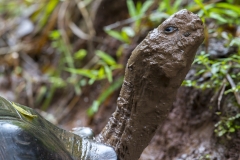 Chelonoidis nigra :: Tortuga gegant de Santa Cruz :: Santa Cruz Giant Tortoise Santa Cruz :: Reserva "El Chato" :: Santa Cruz (INDEFATIGABLE) :: Galápagos 2017