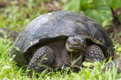 Chelonoidis nigra :: Tortuga gegant de Santa Cruz :: Santa Cruz Giant Tortoise Santa Cruz :: Reserva "El Chato" :: Santa Cruz (INDEFATIGABLE) :: Galápagos 2017