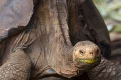 Chelonoidis hoodensis :: Tortuga gegant de Española :: Española Giant Tortoise Española :: Estación Científica Charles Darwin :: Santa Cruz (INDEFATIGABLE) :: Galápagos 2017