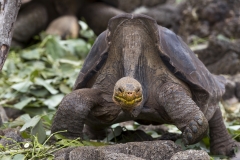 Chelonoidis hoodensis :: Tortuga gegant de Española :: Española Giant Tortoise Española :: Estación Científica Charles Darwin :: Santa Cruz (INDEFATIGABLE) :: Galápagos 2017