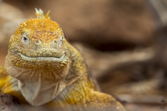 Conolophus subcristatus :: Iguana terrestre de Galápagos :: Galapagos Land Iguana :: North Seymour :: Galápagos 2017