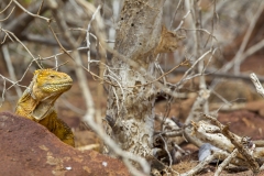 Conolophus subcristatus :: Iguana terrestre de Galápagos :: Galapagos Land Iguana :: North Seymour :: Galápagos 2017