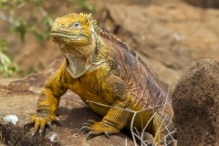 Conolophus subcristatus :: Iguana terrestre de Galápagos :: Galapagos Land Iguana :: North Seymour :: Galápagos 2017