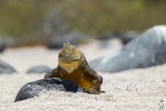 Conolophus subcristatus :: Iguana terrestre de Galápagos :: Galapagos Land Iguana :: North Seymour :: Galápagos 2017