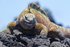 Amblyrhynchus cristatus :: Iguana marina :: Marine Iguana :: Isabela (ALBEMARLE) :: Galápagos 2017