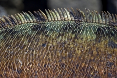 Amblyrhynchus cristatus :: Iguana marina :: Marine Iguana :: Isabela (ALBEMARLE) :: Galápagos 2017