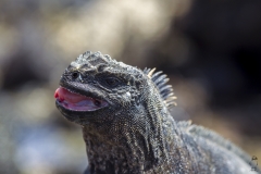 Amblyrhynchus cristatus :: Iguana marina :: Marine Iguana :: Isabela (ALBEMARLE) :: Galápagos 2017